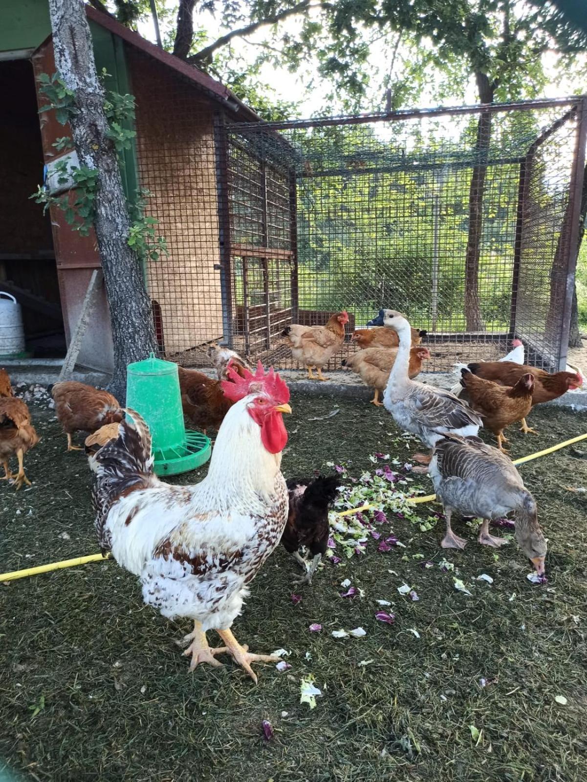 Ca' Gulino - Urbino - Villa Con Minipiscina In Borgo Antico Exterior foto